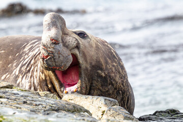 Poster - Southern Ocean, South Georgia. Portrait of a male elephant seal with its cut and bloody nose.