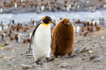 Canvas Print - Southern Ocean, South Georgia. An adult walks with its chick that is larger than he is.