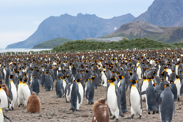 Poster - Southern Ocean, South Georgia, Salisbury Plain, king penguin, Aptenodytes Papagonicus. View of the colony at Salisbury Plain.