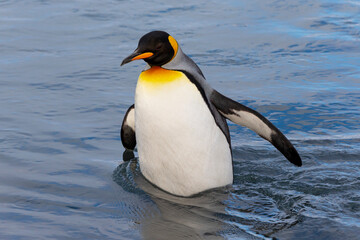 Sticker - Southern Ocean, South Georgia. A king penguin wades through the water in the river.