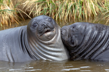 Wall Mural - Southern Ocean, South Georgia. Portrait of two young elephant seals or weaners.