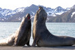 Southern Ocean, South Georgia. Two adult elephant seals face off in battle.