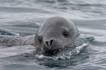 Wall Mural - Southern Ocean, South Georgia, leopard seal, Hydrurga leptonyx. Headshot of a leopard seal.