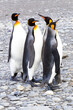 Southern Ocean, South Georgia. Four king penguins stand together as a prelude to courting.