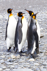 Poster - Southern Ocean, South Georgia. Four king penguins stand together as a prelude to courting.