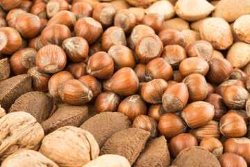 Poster - Various nuts background 