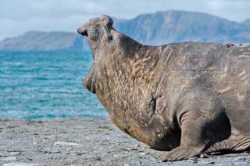 Poster - Elephant Seal (Mirounga leonina) on the beach, Gold Harbour, South Georgia, Antarctica