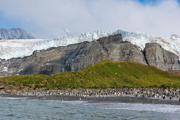 Wall Mural - King Penguins on the beach, Gold Harbour, South Georgia, Antarctica