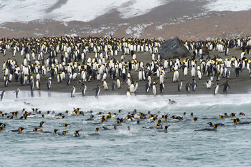 Wall Mural - King penguins on the beach, St. Andrews Bay, South Georgia, Antarctica