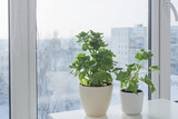 Fototapeta Tulipany - green house plants by window in winter