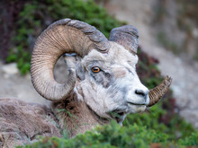 Closeup Of A Bighorn Sheep In The Wild With With Large Curved Horns