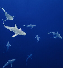 Canvas Print - Group of sharks underwater