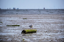 Selective Focus Shot Of A Seagull Perched On A Tree Trunk On A Beach