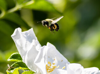 Sticker - Closeup shot of a bee flying near a blooming flower