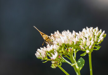 Poster - Closeup shot of a butterfly on a blooming flower