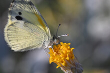 Shallow Focus Of Dainty Sulphur On A Yellow Flower