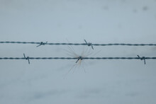 Closeup Shot Of Elk Hair On Barbed Wire