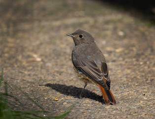 Poster - Closeup shot of a Black redstart