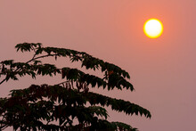 Laos, Vientiane. Silhouetted Leaves And Afternoon Sun.