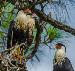 Wall Mural - Closeup shot of Crested caracaras perched on a tree branch