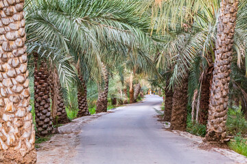 Poster - Middle East, Arabian Peninsula, Oman, Ad Dakhiliyah, Nizwa. Palm trees along a road in Nizwa, Oman.