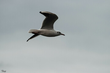 Wall Mural - Cute flying seagull on a blurred background