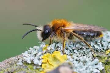 Wall Mural - Closeup of a male Grey-patched Mining Bee, Andrena nitida