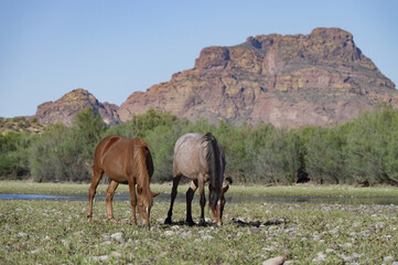 Poster - Beautiful view of a farm and Arizona Wild Horses