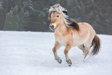 Portrait Of A Norwegian Fjord Horse Galloping On A Snowy Field