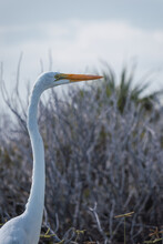 Vertical Closeup Shot Of A Great Egret In Cozumel, Mexico