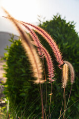 Canvas Print - Middle East, Arabian Peninsula, Oman, Muscat, Quriyat. Decorative plants in a garden.