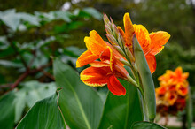 Closeup Shot Of Orange Canna Lilies