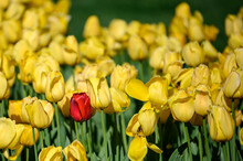 Closeup Shot Of A Red Tulip Growing Among Yellow Ones