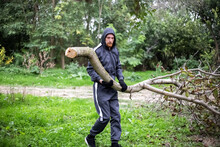 Man Carries A Branch Of A Cut Dry Tree. Pruning Trees In The Garden