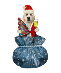 Wall Mural - A dog labrador in a Santa Claus hat with a candy and a glass of wine is inside a gift sack for Christmas. White background. Isolated.