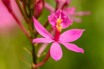 Sticker - Closeup shot of pink epidendrum orchids against a blurred background