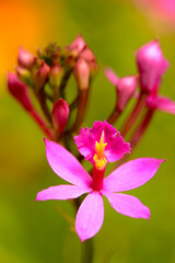 Sticker - Vertical shot of pink epidendrum orchids against a blurred background