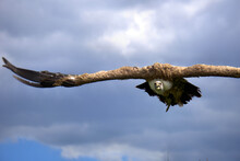Closeup Shot Of A Griffon Vulture Flying In A Blue Sky