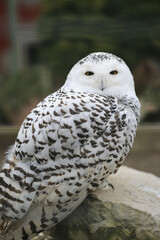 Sticker - Closeup shot of a cute white owl