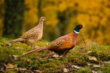 Closeup Shot Of Two Ring-necked Pheasants