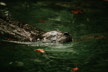 Sticker - Closeup shot of a fur seal swimming in a pond