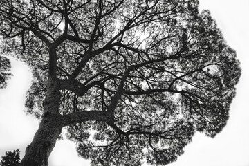 Poster - Italy, Rome, maritime pine seen from below.