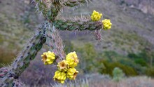 Tree Cholla, Walking Stick Cholla (Cylindropuntia Imbricata), Yellow Fruit. New Mexico, USA