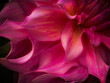 canvas print picture - Dahlienblüte pink
