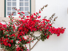 Portugal, Obidos. Beautiful Red Bougainvillea Blooming Against A White Stone Wall.