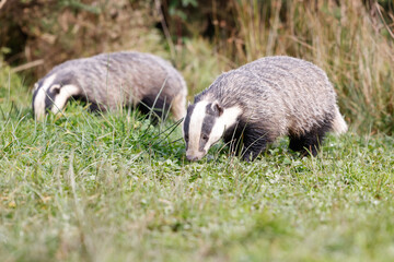 Sticker - Beautiful view of common Badgers in a field