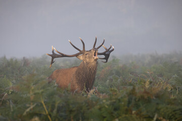 Canvas Print - Beautiful male deer in the field on a sunny day