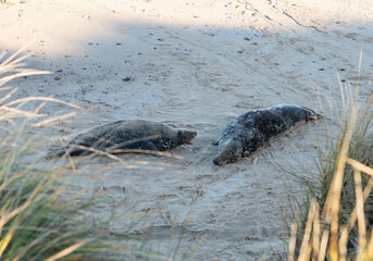 Two Seals are Sleeping