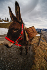 Sticker - Vertical portrait of a cute brown donkey