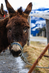 Sticker - Vertical portrait of a cute brown donkey